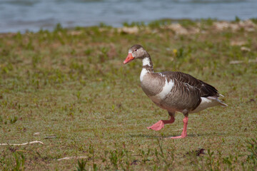 Graugans Hybride mit Hausgans	