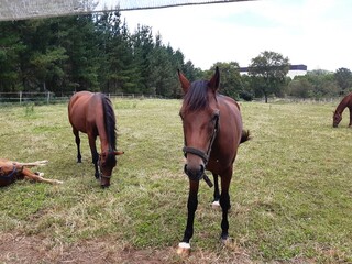 Caballos en un prado en Galicia