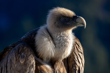 Portrait of a griffon vulture perched on the edge of a cliff, Rémuzat, France