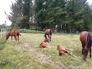 Caballos en una granja en Vilalba, Galicia