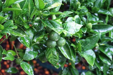 A small orange tree in the garden.
