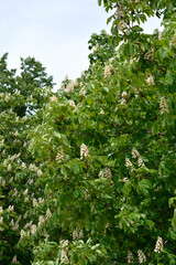 Fototapeta na wymiar Common horse chestnut
