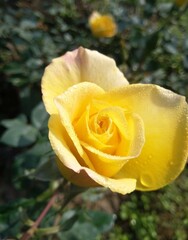 yellow rose in garden
