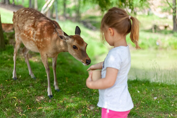 little child feeding a deer