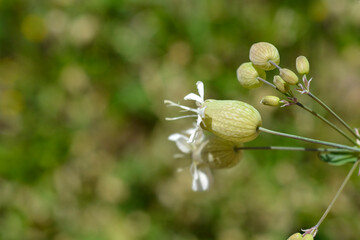 Bladder campion