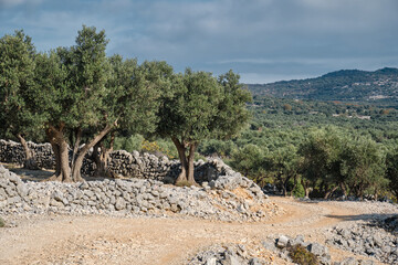 Olive trees and the white road