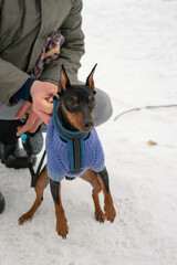 Miniature Pinscher dog walks in the snow. Zwergpinscher in the sweater