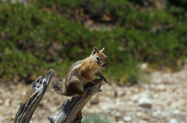 Scoiattolo americano in libertà nel Parco Nazioneale del Gran Canyon in Colorado .USA	
