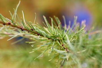 Pine branch with needles covered with raindrops close-up. selective focus