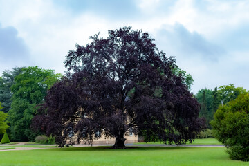 violet tree in the park