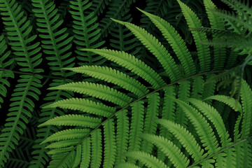 Fototapeta na wymiar Tropical rainforest fern leaves pattern on black background, lush foliage plant green nature background.
