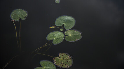 lirio