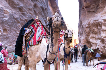 Camels its a popular transport in Jordan Petra for Bedouins and tourists 