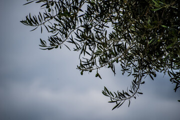 olive branches from below, cloudy sky in the background