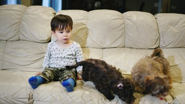 A two-year-old kid sits on the couch, next to him are two small puppies