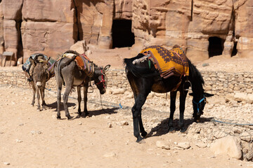 Donkeys its a popular transport port in Jordan Petra for Bedouins and tourists 
