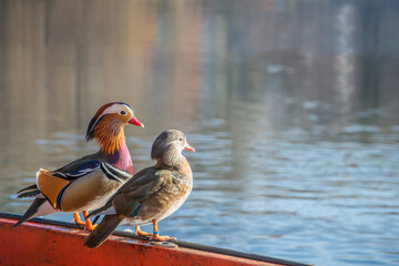 A pair of mandarin ducks (Aix galericulata) are sitting on a railing and are watching. Focus on the...