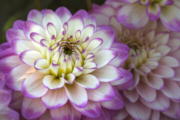 Delicate blooming white-pink dahlias on a natural background. Floriculture, landscape design.