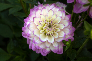Delicate blooming white-pink dahlias on a natural background. Floriculture, landscape design.