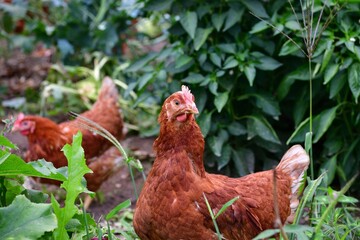Head of domestic hen eating green vegetable leaves in the farmer field 