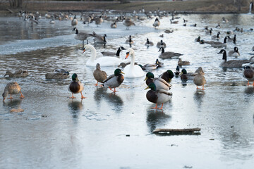 Ducks, geese, and swans swimming in an icy pond