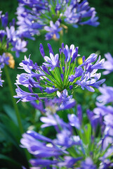 Agapanthus flower