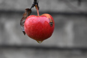 Apple heart