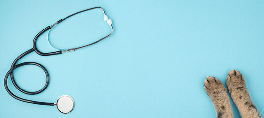 Cat paws and a stethoscope on a blue background. The concept of veterinary medicine. Taking care of pets. Banner. Copy space.