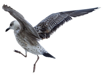 Obraz premium White and grey seagull