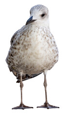 White and grey seagull