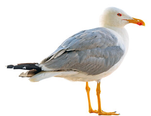 portrait of sea gull