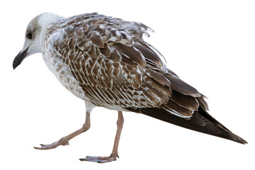 White and grey seagull