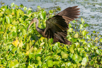 The limpkin (Aramus guarauna)