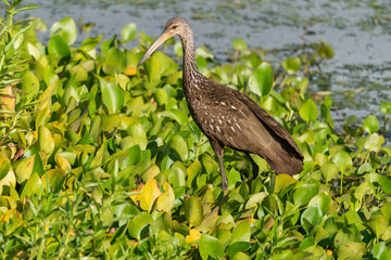 The limpkin (Aramus guarauna)