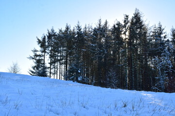Hohe Tannen im Schnee