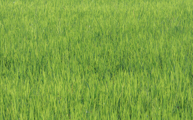 Rice fields in green rice fields background image