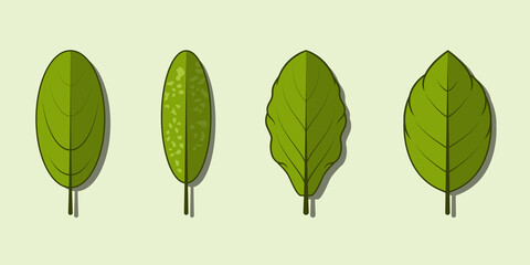 Green leaf vector collection set, tropical green eucalyptus green art, natural leaf herbal leaves.