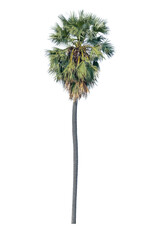 isolated on white background,sugar palm