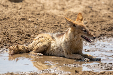 Black-backed Jackal in the Kgalagadi