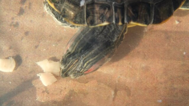 turtle swims in a small aquarium and eats chicken meat.