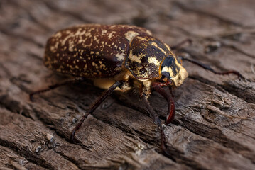 Cockchafer or May bug (Melolontha melolontha). Beautiful big beetle on the bark of a tree.  Close-up.