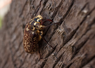 Cockchafer or May bug (Melolontha melolontha). Beautiful big beetle on the bark of a tree.