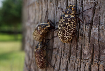 Cockchafer or May bug (Melolontha melolontha). Family of beetles on a tree.