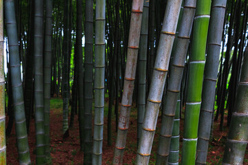 Bamboo grove. Bamboo forest background. Background material bamboo forest and bamboo pillar