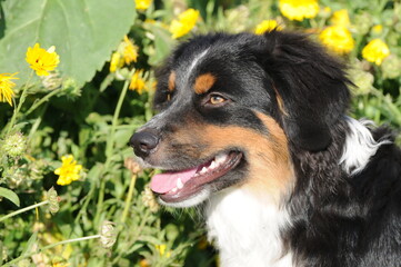 Mini Australian Shepherd