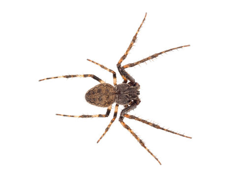 Walnut orb-weaver spider isolated on white background, Nuctenea umbratica male