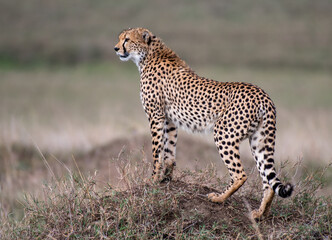 Gepard auf Erdhügel