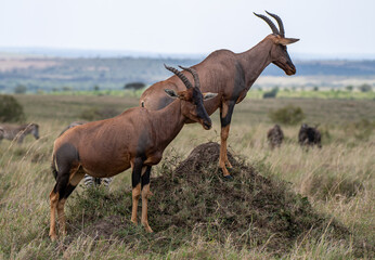 zwei Topis auf Hügel