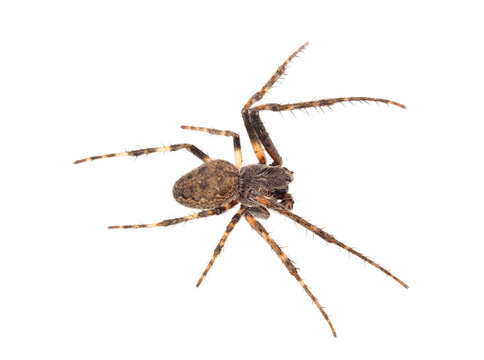 Walnut orb-weaver spider isolated on white background, Nuctenea umbratica male