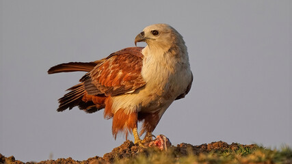 Brahminy Kite